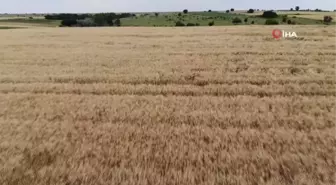 Edirne'de çiftçiler buğday harmanı sezonundan umutlu