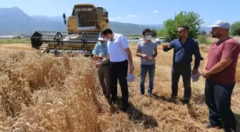 Osmaniye'de deneme amaçlı ekilen yerli buğday çeşidinin ilk hasadı yapıldı