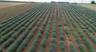 Tekirdağ'da çiçek açan lavanta tarlaları göz kamaştırıyor