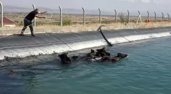 Ünlü domuz avcısı, kanala düşen yaban domuzlarını kurtardı