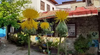 Kuşadası'nda yetişen endemik bitki türü tülüşahları koparmanın cezası 73 bin TL