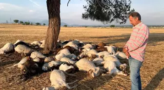 İzmir'de yıldırım düştü, 55 küçükbaş hayvan telef oldu