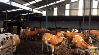 Konya'da kurbanlık hayvan canlı kilo fiyatları belli oldu