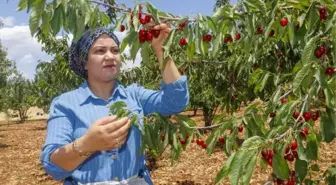 MARDİN'DE NAPOLYON KİRAZI, ÜRETİCİLERİN YÜZÜNÜ GÜLDÜRDÜ