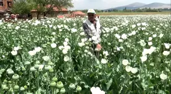 Haşhaş tarlaları beyaza büründü