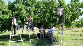 Iğdır'ın sembolü kayısıda hasat dönemi başladı