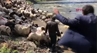 KARS KIRKILAN KOYUNLARI KARS ÇAYI'NDA YIKADILAR