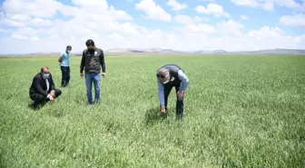 Kayseri'nin Pınarbaşı ilçesinde dolu 5 bin dekar ekili alana zarar verdi