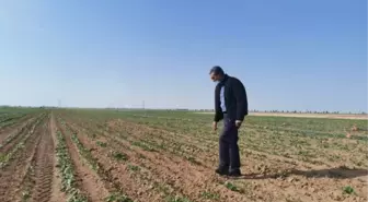 Konya Şeker üreticiye motorin desteğine bugün başlıyor