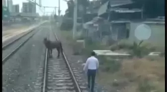 'İnsanlık ölmemiş' dedirten olay! Hızla giden treni durdurup, raylardaki atı kenara çekti