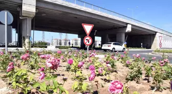 Tekirdağ'dan kısa kısa