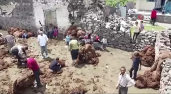 Besicilerin zorlu koyun kırkma mesaisi başladı