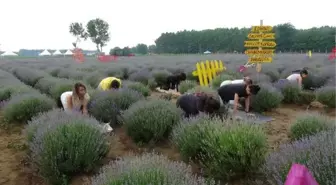 Edirne'de lavanta tarlasında yoga