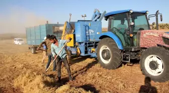 Mardin'de mercimek üreticilerinin yüzü bu yıl gülmedi