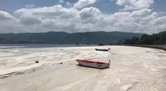 Müsilaja eko-bataklıklarla çözüm önerisi