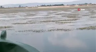Son dakika haber! Su seviyesinin düştüğü Işıklı Gölü, papatya tarlalarıyla beyaz gelinliğini giydi