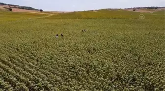 Çukurova'da sarıya boyanan ayçiçeği tarlaları doğal fotoğraf stüdyosu haline geldi (2)