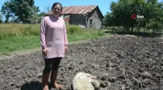 Köpekler evin bahçesindeki tavşan, tavuk ve koyunları telef etti