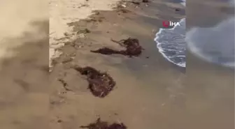 Marmara'da deniz salyası, İzmir'de Sargassum tehdidi