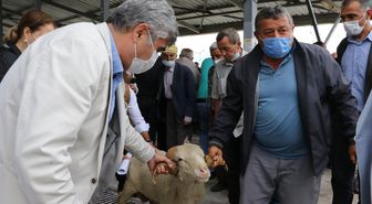 140 Damızlık koç üreticilere teslim edildi