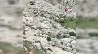 Tunceli'de çengel boynuzlu yaban keçi sürüsü görüntülendi