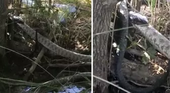 2 metrelik yılan, kendi boyundaki yılanı böyle yuttu! Saniye saniye kamerada
