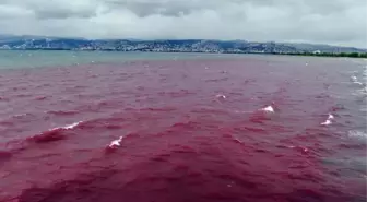İzmit Körfezi'ni kırmızıya boyayan firmanın faaliyetleri durduruldu