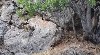 Munzur Vadisi Milli Parkı yaban keçisi yavrularıyla şenlendi