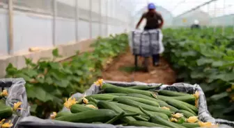 Yeni trend yayla seracılığında ilk salatalık hasadı yapıldı