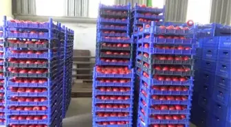 Eynal domatesine coğrafi işaret başvurusu