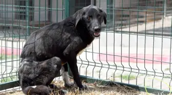 Mersin'de belinden çelik telle ağaca bağlı bulunan köpek tedavi altına alındı