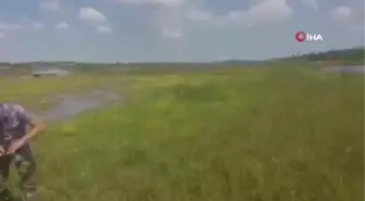 Ömerli Barajı'nda korkutan balık ölümleri