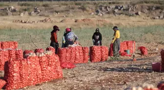 Şanlıurfa'da alternatif ürün ekimi artıyor