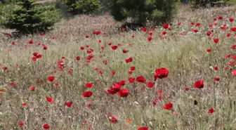 Yozgat'ta doğa çiçeklerle renklendi