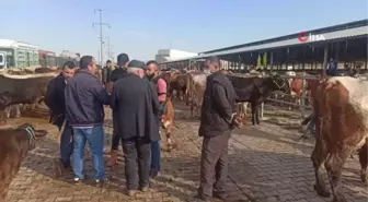 Kurban pazarında hareketlilik başladı