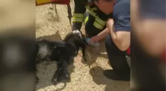 Zift havuzuna düşen yavru keçiyi itfaiye kurtardı