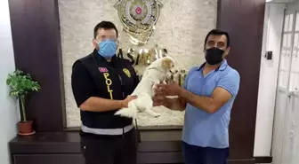 Çalındıktan sonra bulunan köpek sahibine teslim edildi