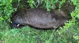 Kastamonu'da ayı, büyükbaş hayvanı telef etti