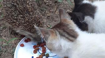 Kirpi ile kedilerin şaşırtan dostluğu
