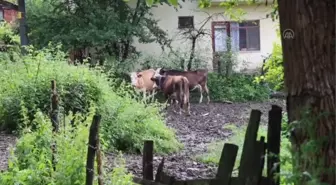 Sağanak su baskınlarına neden oldu