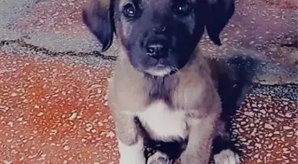 Yavru köpeği çuvala koyup, ağzını sıkı sıkıya bağladılar