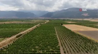 Gaziantepli çiftçiler üzüm hasadı için gün sayıyor