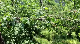 KASTAMONU - İnebolu ilçesinde ayılar köylerdeki meyve ağaçlarına zarar verdi