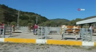 Posof hayvan pazarı yeniden açıldı