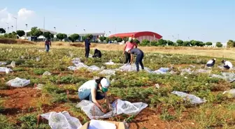 Şanlıurfa'da nohutun gen bankası oluşturuldu