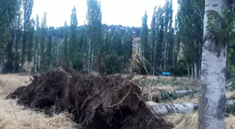 Son dakika haberleri | Selendi'de fırtına ağaçları devirdi elektrik tellerini kopardı