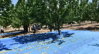 'Kayısının başkenti'nde hasat başladı