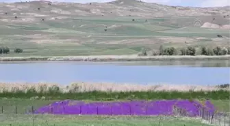 Sivas'ın gölleri normalleşme döneminde doğa tutkunlarını ağırlıyor