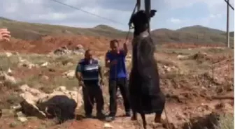 AFAD saved the buffalo that fell into a 12-meter well