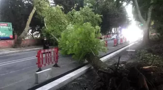 Bakırköy'de ağaç devrildi: 1 yaralı